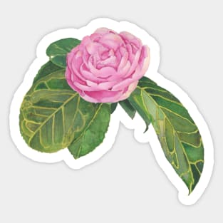 PINK ROSE IN WATERCOLOR Sticker
